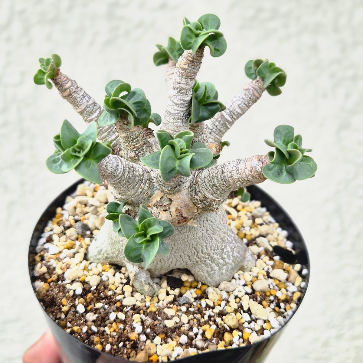 Lサイズ②《 Adenium Arabicum D.H.A》アデニウム アラビカム 獅子葉 ド