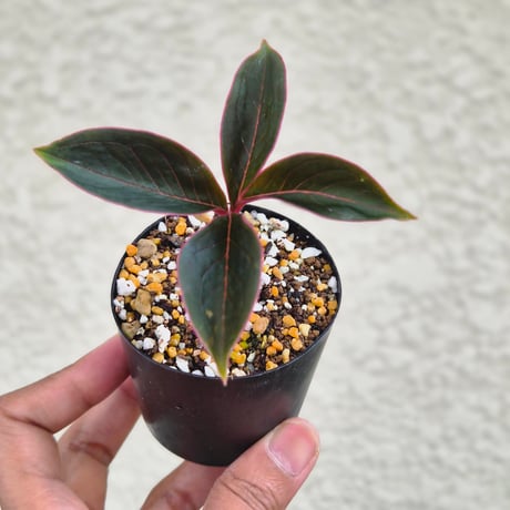 amorphophallus | STORES