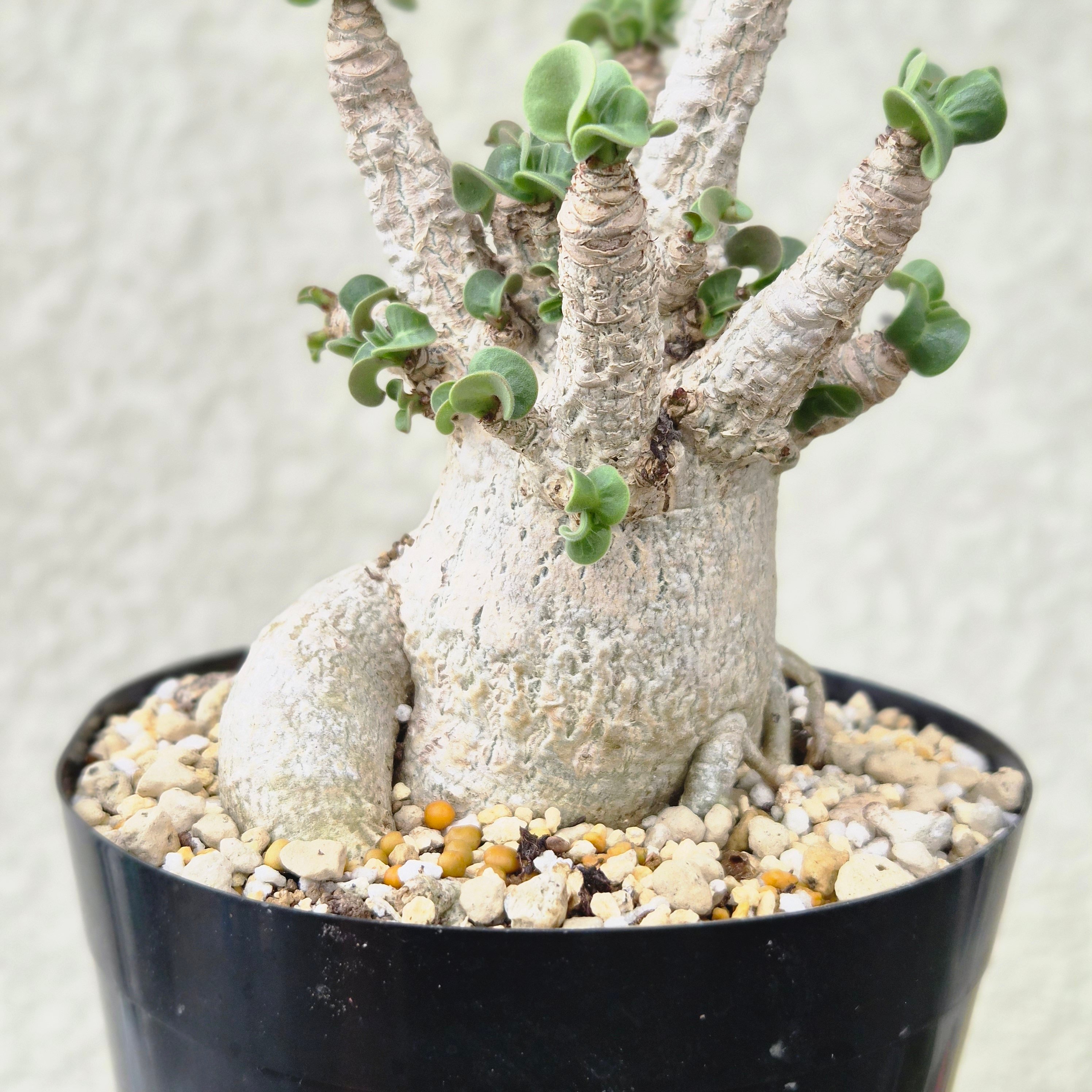 Lサイズ①《 Adenium Arabicum D.H.A》アデニウム アラビカム 獅子葉 ド