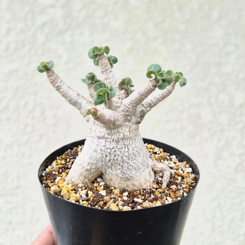 Lサイズ③《 Adenium Arabicum D.H.A》アデニウム アラビカム 獅子葉 ド