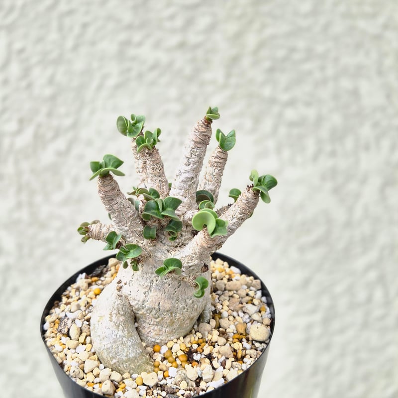 Lサイズ①《 Adenium Arabicum D.H.A》アデニウム アラビカム 獅子葉 ド