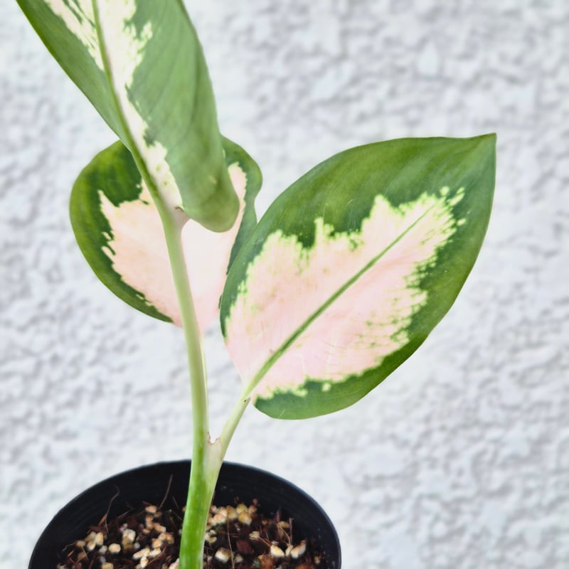 Aglaonema Cochin Peach》アグラオネマコーチンピーチ 観葉植物