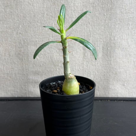 パキポディウム・サキュレンタム 塊根植物 パキポディウムサキュレンタム | STORES