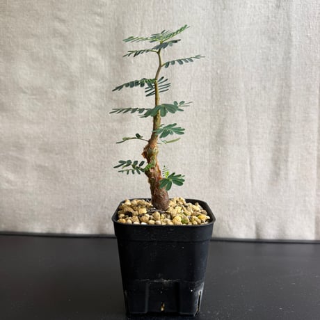 週末限定SALE】センナ メリディオナリス 4 週末限定SALE】センナ メリ