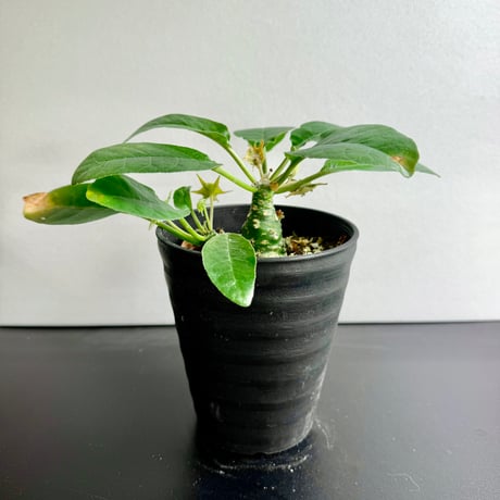 ドルステニア　フェチエダ　発根済み　塊根植物　コーデックス ドルステニア | STORES