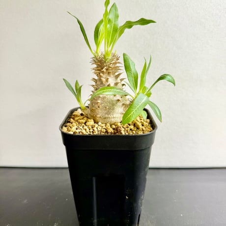 送料無料】マカイエンセ パキポディウム 輸入球 A3840｜多肉植物