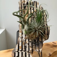 陶芸家保田修作　陶板粉引鎬　エアプランツ　スタンド付き