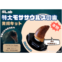 【夏季限定！】特大モササウルスの歯発掘キット