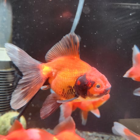 国産　オランダ獅子頭12㎝±