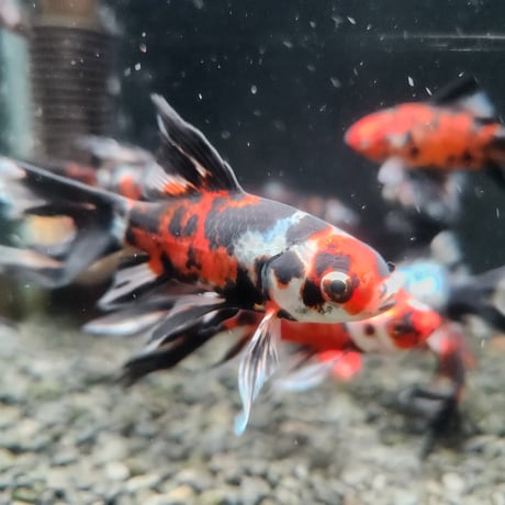 国産　墨朱文金9㎝±（長尾養魚場産）
