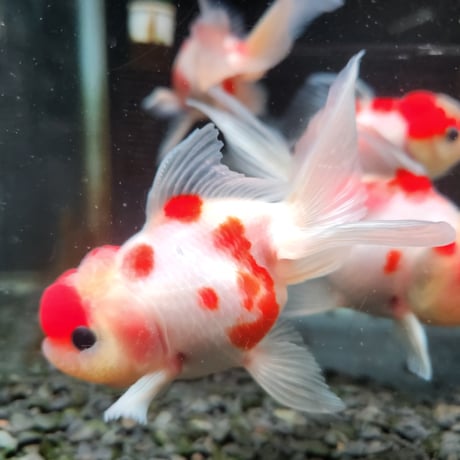 国産　桜東錦11㎝±（志村養魚場産）