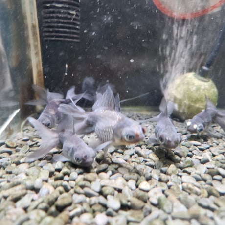 国産　花房青出目金5㎝±