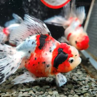 国産　上物東錦15㎝±（志村養魚場産）