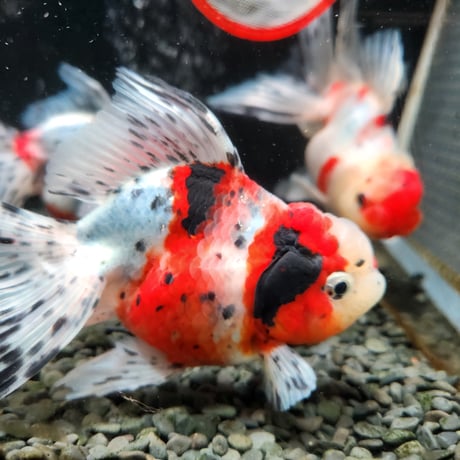 国産　上物東錦15㎝±（志村養魚場産）