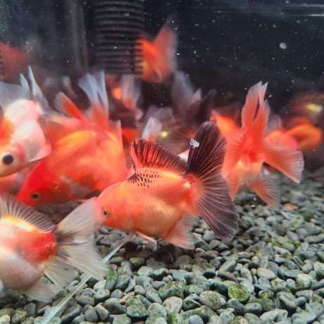 国産　ローズテールオランダ7㎝±