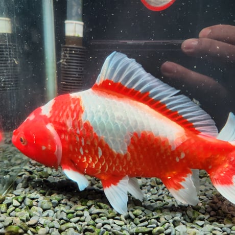 国産　ミロク和金24㎝±（良福観賞魚産）