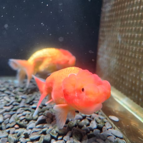 中国産　ネコガシラ10㎝±