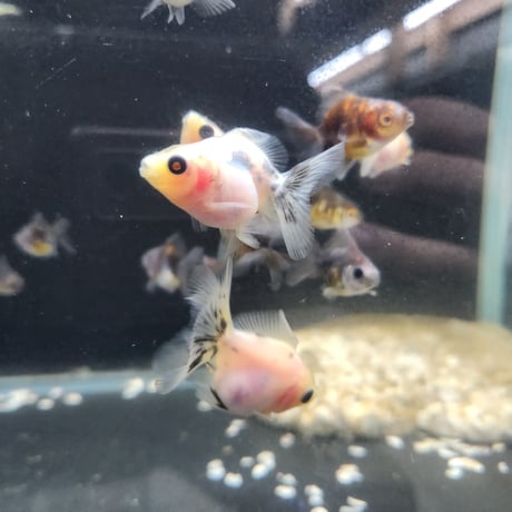 国産　ローズテールオランダ4㎝±