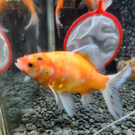 国産　黄桜14㎝±（荻野養魚場産）