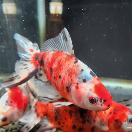 国産　オーロラ16㎝±（志村養魚場産）