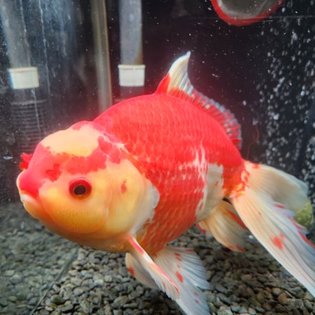 国産　上物ジャンボ獅子頭29㎝±