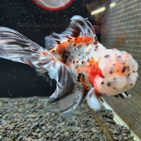 国産　上物超フンタン東錦17㎝±