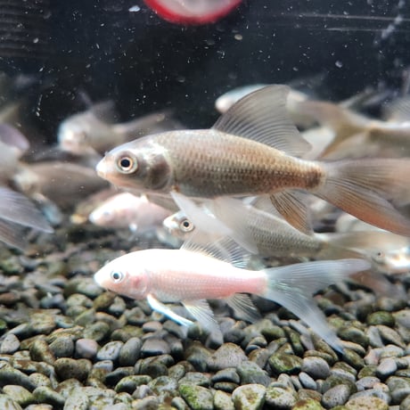国産　ヒレナガ鯉5～13㎝±