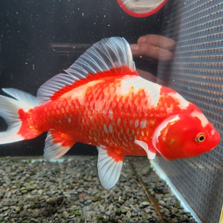 国産　ミロク和金24㎝±（良福観賞魚産）