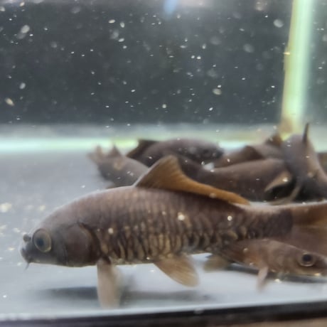 国産　ブラックコメット8㎝±（良福観賞魚産）