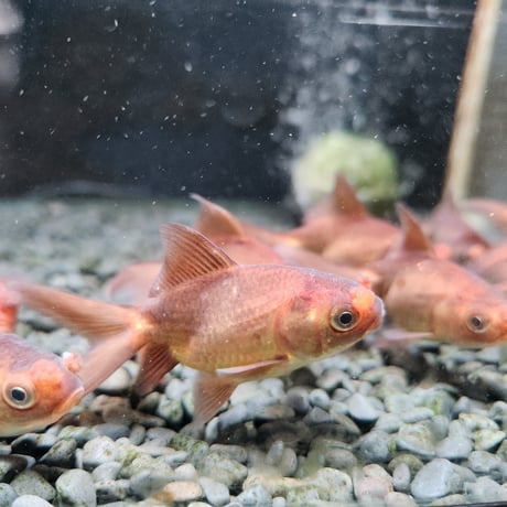 国産　茶金花房6㎝±