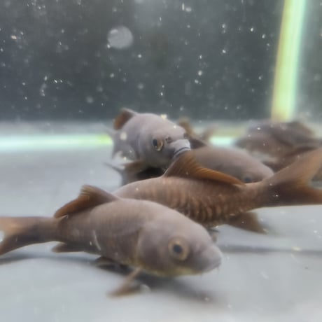 国産　ブラックコメット8㎝±（良福観賞魚産）