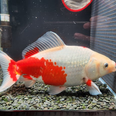 国産　ミロク和金25㎝±（良福観賞魚産）