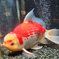 国産　上物ジャンボ獅子頭31㎝±