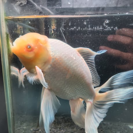 国産　上物ジャンボ獅子頭33㎝±【目に白濁あり】