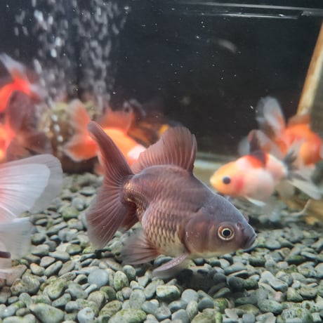 国産　ローズテールオランダ7㎝±
