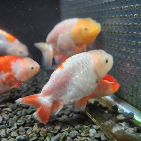 国産　ドラゴンスケールらんちゅう9～11㎝± 【大阿蘇養魚場産】