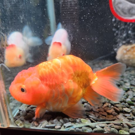 国産　ドラゴンスケールらんちゅう12㎝±（愛好家産）
