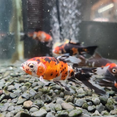国産　墨朱文金9㎝±（長尾養魚場産）