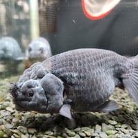 国産　黒らんちゅう（花房あり）13～16㎝±