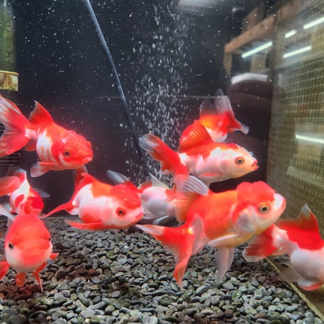 国産　飯田更紗オランダ12㎝±