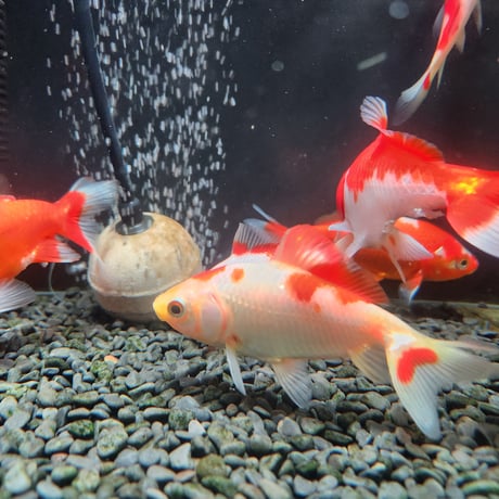 国産　ミロク和金9～13㎝±（良福観賞魚産）