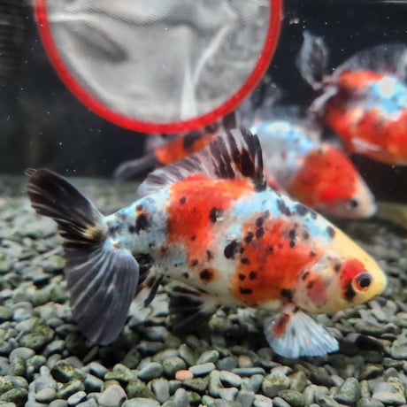 国産　江戸地金11㎝±（志村養魚場産）