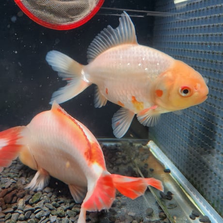 国産　白系ジャンボ獅子頭17～21㎝±【二歳】