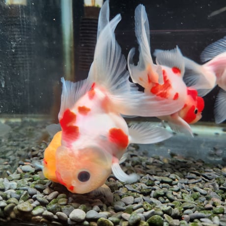 国産　桜東錦11㎝±（志村養魚場産）