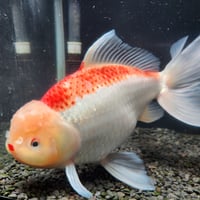 国産　上物ジャンボ獅子頭31㎝±