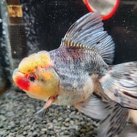 国産　上物五色東錦15㎝±（志村養魚場産）