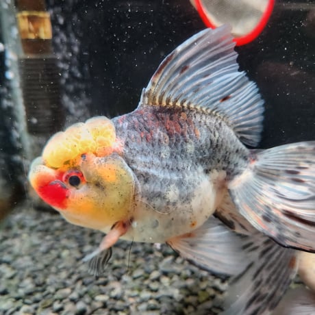 国産　上物五色東錦15㎝±（志村養魚場産）
