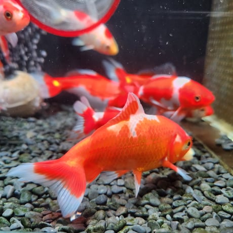 国産　ミロク和金9～13㎝±（良福観賞魚産）