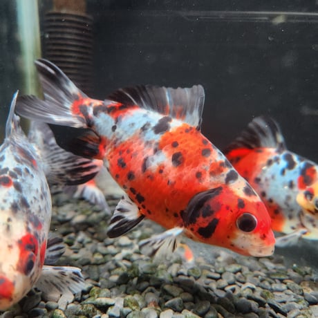 国産　キャリコ和金15㎝±（志村養魚場産）