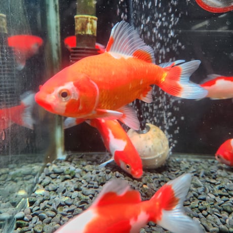 国産　ミロク和金9～13㎝±（良福観賞魚産）